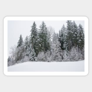 The Majestic Snow Covered Trees Sticker